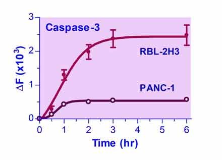 QuantiFluo™ Caspase-3 Assay Kit