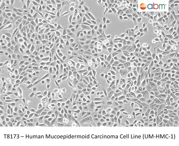 Human Mucoepidermoid Carcinoma Cell Line (UM-HMC-1) – Figure 1 of 1