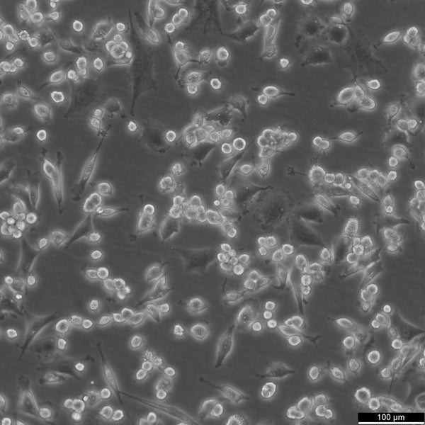 DH82 cell