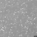 DI TNC1 cell