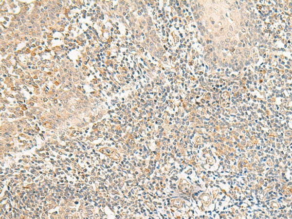 GPR157 Polyclonal Antibody – Figure 1 of 2