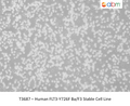 Human FLT3-Y726F Ba/F3 Stable Cell Line – Figure 1 of 1