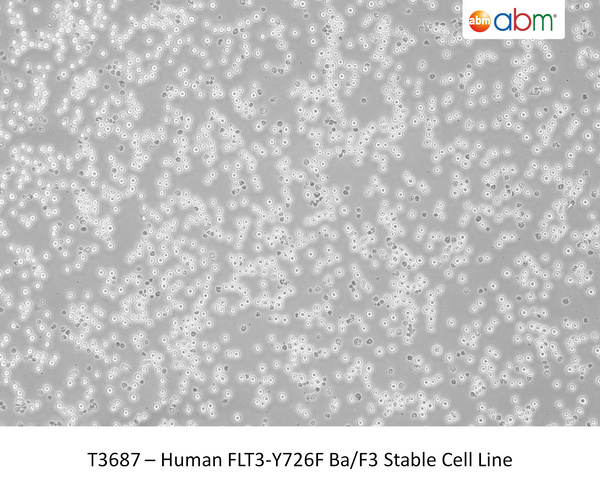 Human FLT3-Y726F Ba/F3 Stable Cell Line – Figure 1 of 1