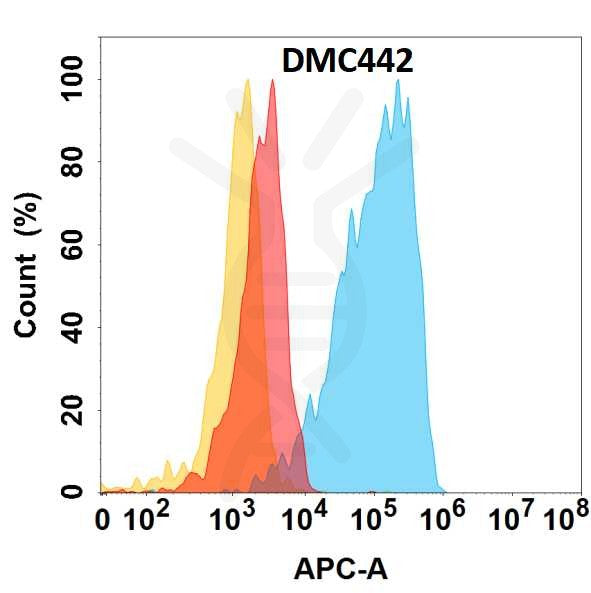 Anti-CHODL antibody(DMC442), IgG1 Chimeric mAb – Figure 1 of 1