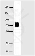 Anti-His Tag antibody(DM1), Rabbit mAb – Figure 1 of 1