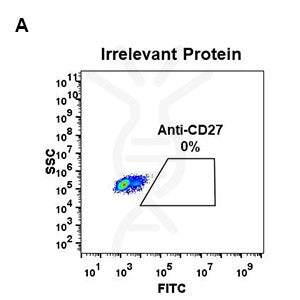 Anti-CD27 antibody(DM57), Rabbit mAb – Figure 1 of 1