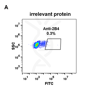 Anti-2B4 antibody(DM69), Rabbit mAb – Figure 1 of 1