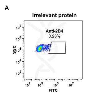 Anti-2B4 antibody(DM70), Rabbit mAb – Figure 1 of 1