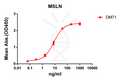 Anti-mesothelin antibody(DM71), Rabbit mAb – Figure 1 of 1