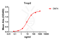 Anti-Trop2 antibody(DM74), Rabbit mAb – Figure 1 of 1