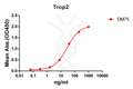 Anti-Trop2 antibody(DM75), Rabbit mAb – Figure 1 of 1