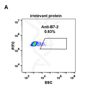 Anti-B7-2 antibody(DM85), Rabbit mAb – Figure 1 of 1