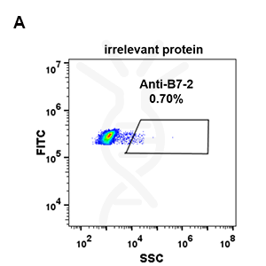 Anti-B7-2 antibody(DM86), Rabbit mAb – Figure 1 of 1