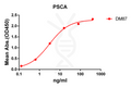 Anti-PSCA antibody(DM87), Rabbit mAb – Figure 1 of 1