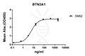 Anti-BTN3A1 antibody(DM92), Rabbit mAb – Figure 1 of 1