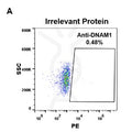 Anti-DNAM-1 antibody(DM95), Rabbit mAb – Figure 1 of 1