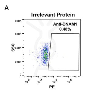 Anti-DNAM-1 antibody(DM95), Rabbit mAb – Figure 1 of 1