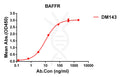 Anti-BAFF-R antibody(DM143), Rabbit mAb – Figure 1 of 1