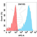 Anti-CLEC12A antibody(DM165), Rabbit mAb – Figure 1 of 1