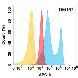 Anti-EPHA2 antibody(DM167), Rabbit mAb – Figure 1 of 1