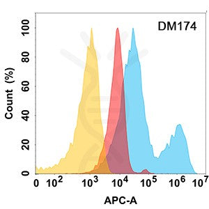 Anti-ROR2 antibody(DM174), Rabbit mAb – Figure 1 of 1