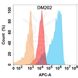 Anti-CD56 antibody(DM202), Rabbit mAb – Figure 1 of 1