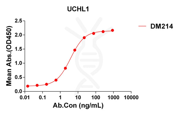 Anti-UCHL1 antibody(DM214), Rabbit mAb – Figure 1 of 1