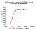 Anti-MMAE antibody(8C4), Rabbit mAb – Figure 1 of 1