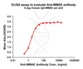 Anti-MMAE antibody(9C4), Rabbit mAb – Figure 1 of 1