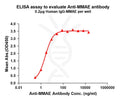 Anti-MMAE antibody(11B2), Rabbit mAb – Figure 1 of 1