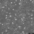 DMS-114 cell
