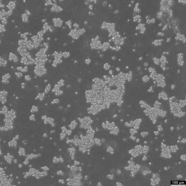 DMS-79 cell