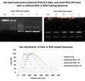 DPPC Liposome for DNA and RNA Nanoparticles – Figure 1 of 1