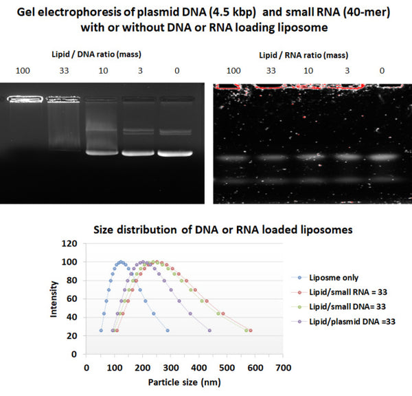 DPPC Liposome for DNA and RNA Nanoparticles – Figure 1 of 1