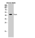 CXCR4 Polyclonal Antibody – Figure 1 of 2