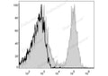 APC Anti-Mouse CD19 Antibody[1D3] – Figure 1 of 2