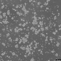 DS19 cell
