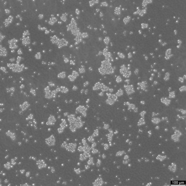 DS19 cell
