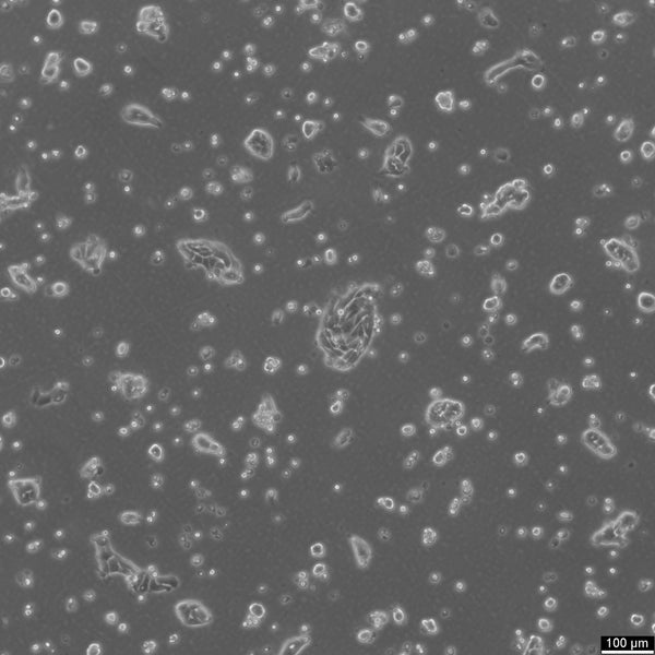 DSL-6A-C1 cell
