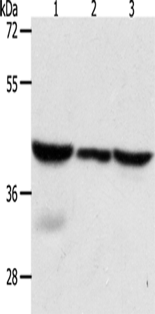 CAPG Polyclonal Antibody – Figure 1 of 4