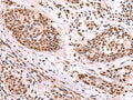 SF3B3 Polyclonal Antibody – Figure 1 of 3