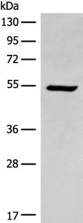ACD Polyclonal Antibody – Figure 1 of 2