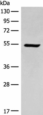 ACD Polyclonal Antibody – Figure 1 of 2