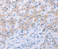 FGF4 Polyclonal Antibody – Figure 1 of 3