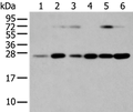 SNAP23 Polyclonal Antibody – Figure 1 of 2