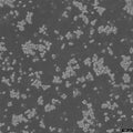 DU4475 cell