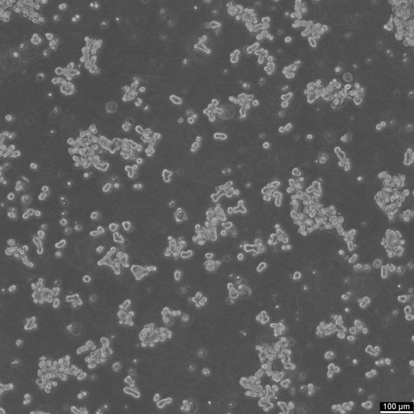 DU4475 cell