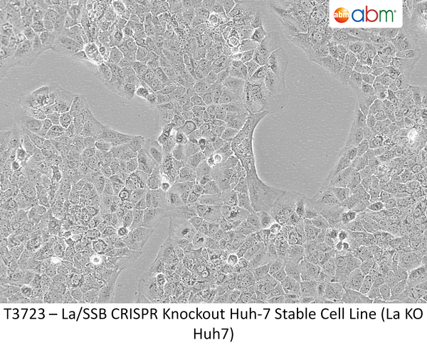 La/SSB CRISPR Knockout Huh-7 Stable Cell Line (La KO Huh7) | Applied Biological Materials (abm)