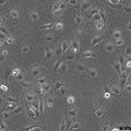 Daoy cell