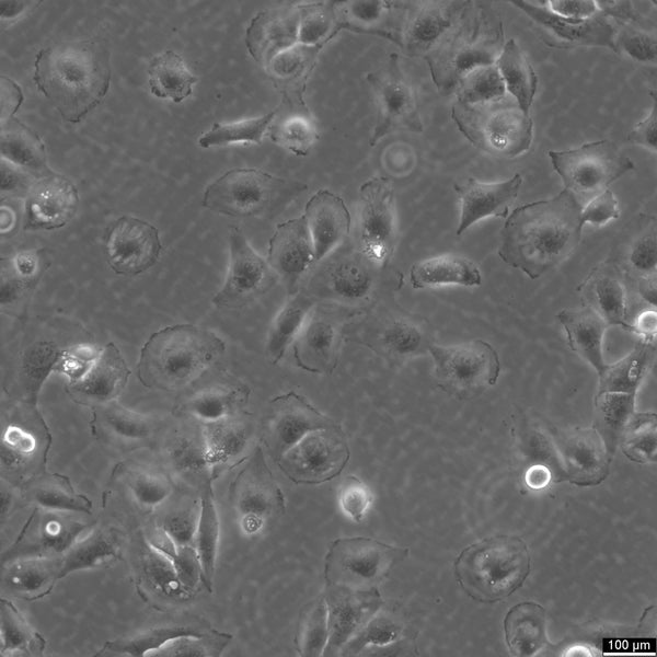 Daoy cell